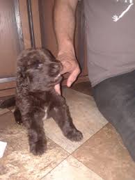 Please contact the breeders below to find newfoundland puppies for sale in texas Newfoundland Dog For Sale In Texas 24 Petzlover