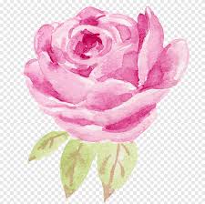 Flores De Acuarela Rosa Rosa Acuarela Png Pngegg