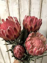 Valentine S Day Protea Flower Protea Art Flower Painting