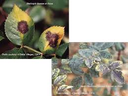 What diseases do plants have? Plant Diseases Common Resources Agriculture Weights Measures Cda Alameda County
