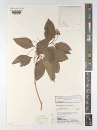 Image result for Nesogenaceae