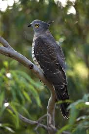 Birds Of Prey Wikipedia Indonesia 