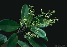 Image result for Vepris