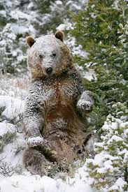Cute Animals Covered In Snow Pictures Homesteading Simple Self Sufficient Off The Grid Homesteading Com Cute Animals Snow Bear Animals Beautiful