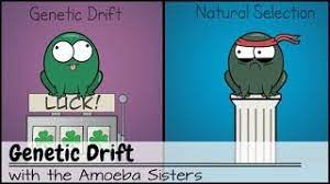 The pedigrees handout for students is available for free on our website www.amoebasisters.com/handouts and uses our pedigrees amoeba sisters video. Genetic Drift Youtube
