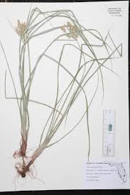 Image result for Cyperus sp.no.4