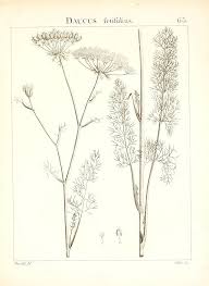 Image result for Agrocharis pedunculata