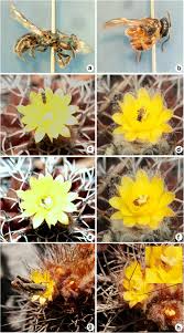 Generally, cacti are flowering plants. Investigating The Floral And Reproductive Biology Of The Endangered Microendemic Cactus Uebelmannia Buiningii Donald Minas Gerais Brazil Springerlink