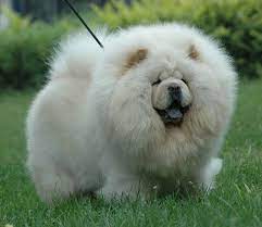 chau chau foto 7 dog pictures chow chow dogs fluffy dogs