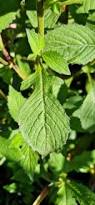 Image result for Crassocephalum picridifolium