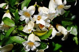 Image result for Rothmannia capensis