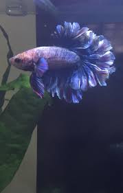 My Betta Fish Showing Off His Fins Aquariums