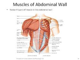 They move the head in every direction, pulling the skull and jaw towards the shoulders, spine, and scapula. Musculoskeletal Muscles Chapter 4 Sehs Muscle Tissue Lecture