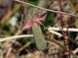 Image result for Crotalaria cornetii