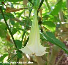 White Angel S Trumpet Brugmansia Candida Flowers Perennials Planting Flowers Perennials
