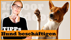 Dazu ist das clickertraining besonders gut geeignet: Hund Zu Hause Geistig Beschaftigen I Beschaftigungstipps Fur Den Hund I Indoor Und Outdoor Youtube
