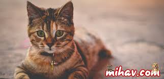 Kedi Nasil Bakilir Tum Detaylariyla Kedi Bakimi