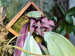 Image result for Bulbophyllum scaberulum