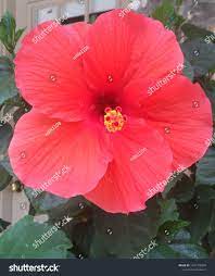 Hibiscus Flower Bloom During Summer Stock Photo Edit Now 1431758348 Hibiscus Flowers Hibiscus Bloom