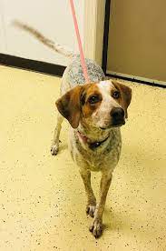 Whether you know adoption is your choice or you want to learn more. Redbone Coonhound Dog For Adoption In Cincinnati Oh Adn 775852 On Puppyfinder Com Gender Female Age Baby Dog Adoption Redbone Coonhound Coonhound