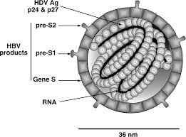 Hepatitis d is a type of viral hepatitis caused by the hepatitis delta virus (hdv), a small spherical enveloped particle that shares similarities with both a viroid and virusoid. Deltavirus Figures Negative Sense Rna Viruses Negative Sense Rna Viruses 2011 Ictv