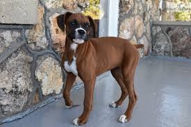 A photo of rocky, the best boxer ever, and the one who started it all! Boxer Puppies For Sale In Missouri Petswall