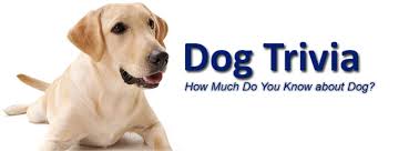 Great quiz questions suitable for a dog quiz. Dog Trivia Questions Home Facebook