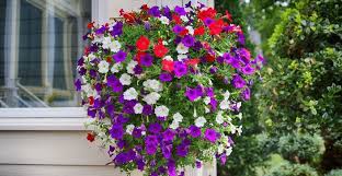 Image result for foto muškáty