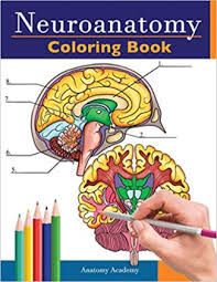 Coloring coloring best muscle book templarcolor co anatomy. Download Neuroanatomy Coloring Book Pdf Free
