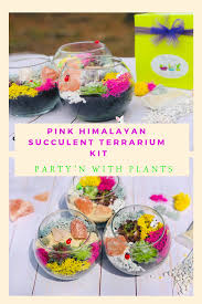 Pink Himalayan Salt Succulent Terrarium Kit With Real Cactus And Container This Terrarium Kit Make Terrariums Kits Succulent Terrarium Diy Succulent Terrarium