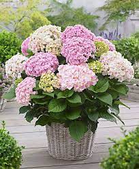 Uno dei fiori più vistosi che possiamo piantare in giardino o terrazza sono le ortensie, di grandi dimensioni e con una miriade di colori. Hortensie Doppio Nuvola Ortensie Statue Da Giardino Hydrangea Macrophylla