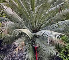 Image result for Cycas thouarsii
