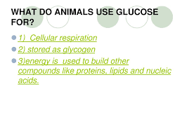 How do animals use glucose. Cellular Metabolism Photosynthesis And Cellular Respiration Ppt Download