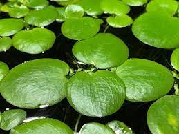 10 Quarter Size Frogbit Live Aquarium Floating Plants Free Etsy Floating Plants Live Aquarium Amazon Frogbit
