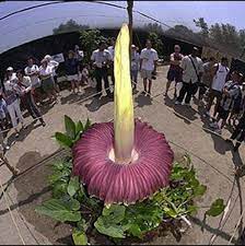 Largest Flower In Mexico Titan Arum Corpse Flower Corpse Flower Bloom Titan Arum