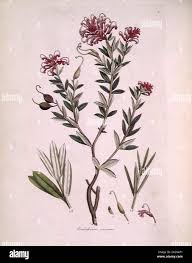 Image result for Psilotrichum sericeum