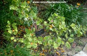 Image result for Grewia praecox