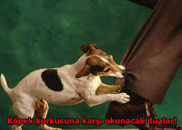 Kopek Korkusuna Karsi Okunacak Dualar Kopekleri Sakinlestiren Dualar Kopek Saldirdiginda Hangi Dualar Okunmali Kopek Saldirisindan Duayla Kurtulunur Mu It Duasi Nedir