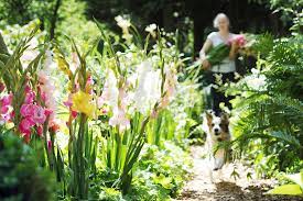 Glad To Have Em In Your Garden All About Gladioli Corms Farmer Gracy S Blog