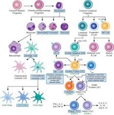 132 Best Immune System Images Immune System Anatomy