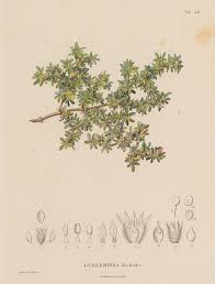 Image result for Guilleminea densa