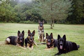 $300 (tul > tulsa) pic hide this posting restore restore this posting. Weiss German Shepherds Love This Pic German Shepherd German Shepherd Dogs Dog So Cute