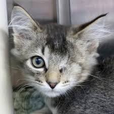 Hi I M Caspian I M A 2 Month Old Neutered Male Brown Tabby Domestic Medium Hair Cats Kittens Cutest Pretty Cats