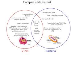 They also look at structures within bacteria and how they reproduce. To 1123 Cell Vs Virus Venn Diagram Of Free Diagram