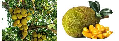 Image result for Artocarpus heterophyllus