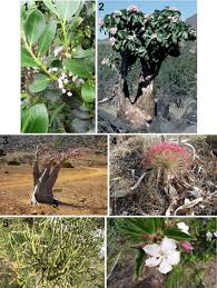 Image result for Triumfetta angolensis