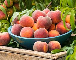 A freestone peach with bright yellow flesh. Tips On Growing Peaches And Nectarines Gurney S Fruit Trees