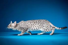 The Best Cat Breeds With The Longest Lifespans