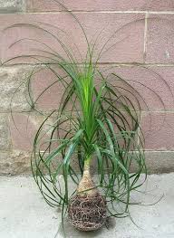 Check spelling or type a new query. Ponytail Palm Beaucarnea Recurvata Step By Step Guide Our House Plants