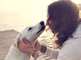 Why Does My Dog Lick My Tears When I Cry Canine Hq